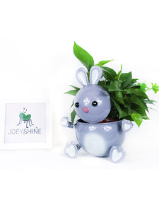 Mini Rabbit Pot